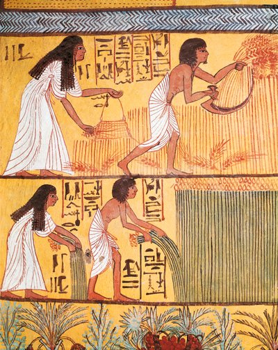 Fragment sceny żniw na wschodniej ścianie, z grobowca Sennedjem, wioski robotniczej autorstwa Egyptian Egyptian