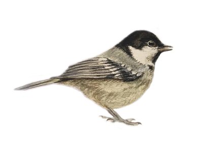 Coal Tit, 2019 (akwarela i ołówek) autorstwa Eleanor Grafton