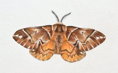 Kentish Glory Moth, 2023 r. autorstwa Eleanor Grafton