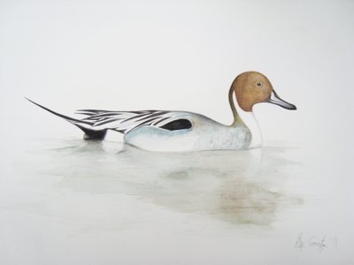 Kaczka rogacz, 2011 (akwarela i ołówek) autorstwa Eleanor Grafton