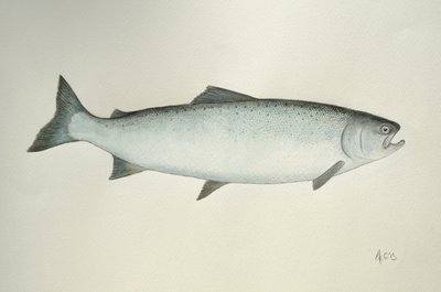 Łosoś, 2013 (akwarela i ołówek) autorstwa Eleanor Grafton