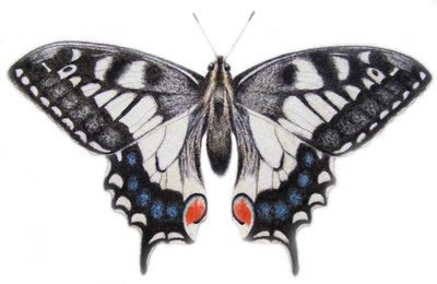 Jaskółczy ogon, 2012 (akwarela i ołówek) autorstwa Eleanor Grafton