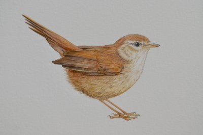 Warbler, 2023 r. autorstwa Eleanor Grafton