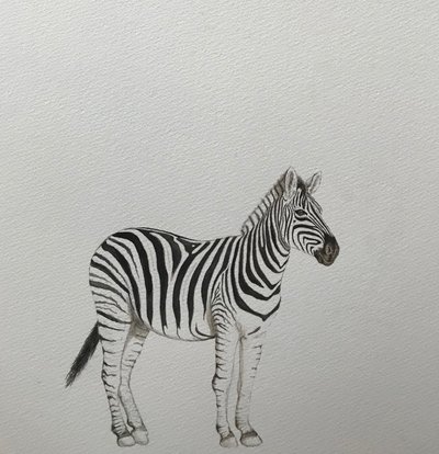 Zebra, 2018 (ołówek akwarelowy i farba) autorstwa Eleanor Grafton
