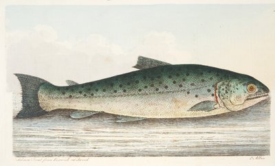 Łosoś Trout z Berwick on Tweed, z „Traktatu o rybach i stawach rybnych”, wyd. 1832 (grawerowanie ręcznie kolorowane) autorstwa Eleazar Albin