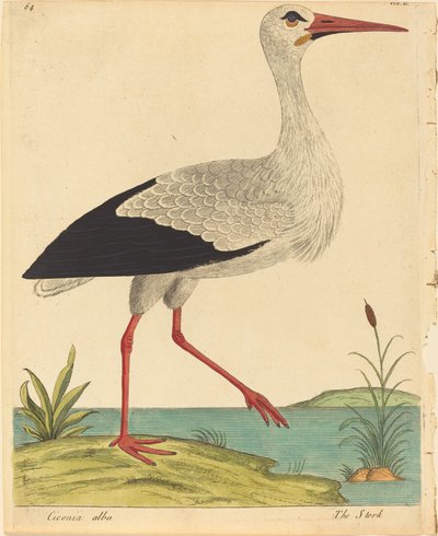Bocian Ciconia Alba, opublikowany 17311738. autorstwa Eleazar Albin