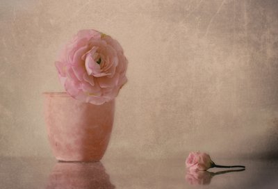 Kwiat ranunculus w kolorze delikatnego różu autorstwa Elena Arjona