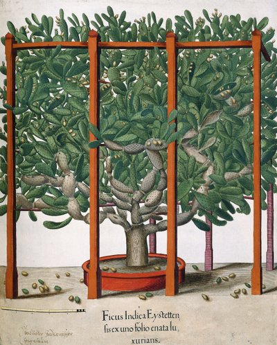 Ficus Indica Eystetten fis ex uno Folio Enata lu Xurians, 1613 autorstwa Elias Gottleib Haussmann