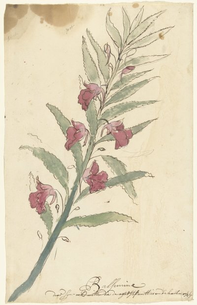 balsemia autorstwa Elias van Nijmegen