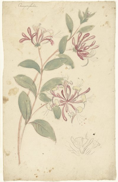 Wiciokrzew autorstwa Elias van Nijmegen