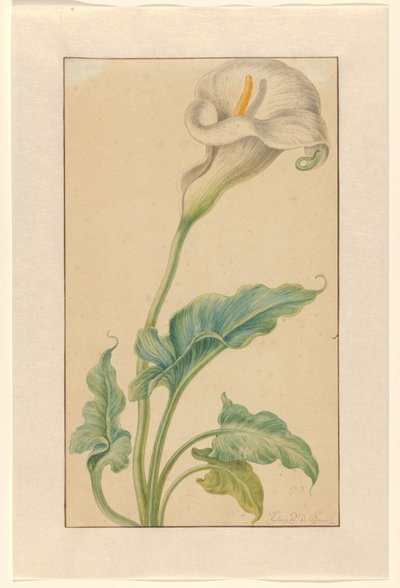 Szypułka białego arronu autorstwa Elias van den Broeck (signed by artist)