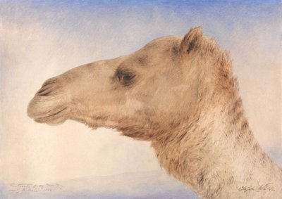 Portret Dromadera Artysty autorstwa Elijah Walton