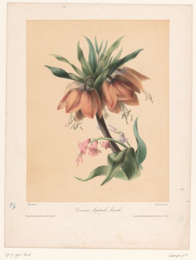 Cesarska Korona i Hiacynt Couronne Impériale, Jacinthe (tytuł na obiekcie) autorstwa Elisa Honorine Champin