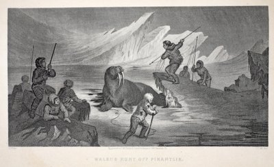 Mors Hunt off Pikantlik, ilustracja z „Drugiej wyprawy Grinnell w poszukiwaniu Sir Johna Franklina...”, 1856 autorstwa Elisha Kane
