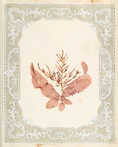 Wodorosty autorstwa Eliza A. Jordson