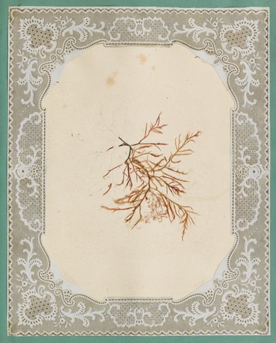 Wodorosty autorstwa Eliza A. Jordson