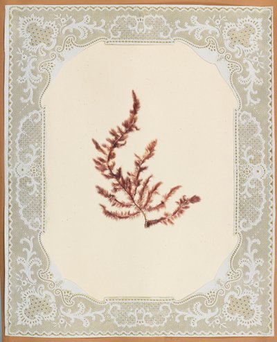 Wodorosty autorstwa Eliza A. Jordson