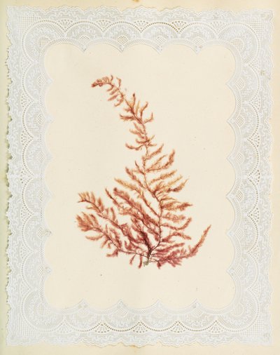 Wodorosty autorstwa Eliza A. Jordson