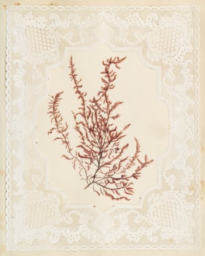 Wodorosty autorstwa Eliza A. Jordson