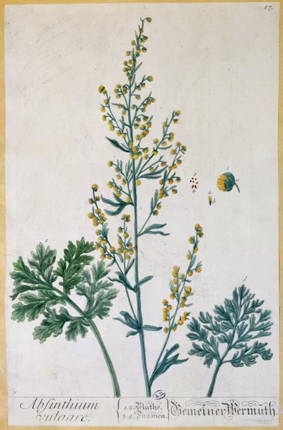 Absynt, talerz z "Herbarium Blackwellianum" artysty, 1757 (kolorystyka) autorstwa Elizabeth Blackwell