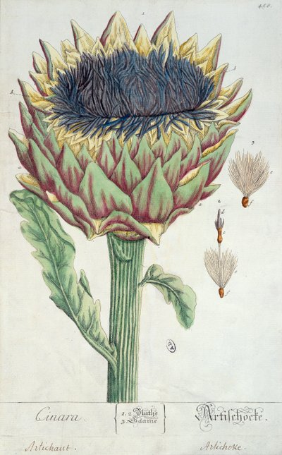 Karczoch, z "Herbarium Blackwellianum", 1757 (pióro, tusz i wc na papierze) autorstwa Elizabeth Blackwell