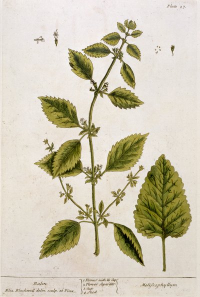 Balsam, płyta 27 z "Ciekawego ziela", wydana 1782 (kolorowa grawerunek) autorstwa Elizabeth Blackwell