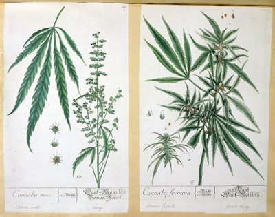 Cannabis mas i Cannabis foemina, z „Herbarium Blackwellianum”, 1757 (pióro i atrament i toaleta na papierze) autorstwa Elizabeth Blackwell