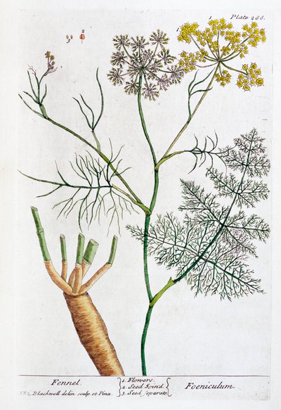Koper, 1782 autorstwa Elizabeth Blackwell