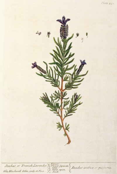 Lawenda francuska, tabliczka 241 z "Ciekawego zielnika", wydana 1782 (kolor grawerowany) autorstwa Elizabeth Blackwell