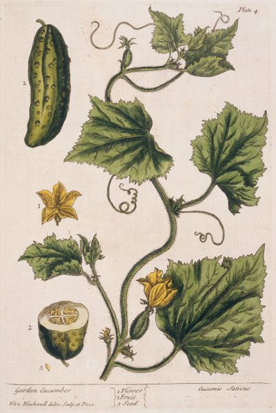 Ogórek ogrodowy, tablica 4 z "Ciekawego zielnika", wydana w 1782 r. (kolorowa grawerunek) autorstwa Elizabeth Blackwell