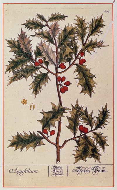 Holly z „Ciekawy zielnik”, 1782 autorstwa Elizabeth Blackwell