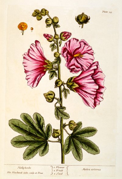Malwy, tablica 54 z „Ciekawskiego zielnika”, wydana w 1782 r. (kolorowa grawerunek) autorstwa Elizabeth Blackwell