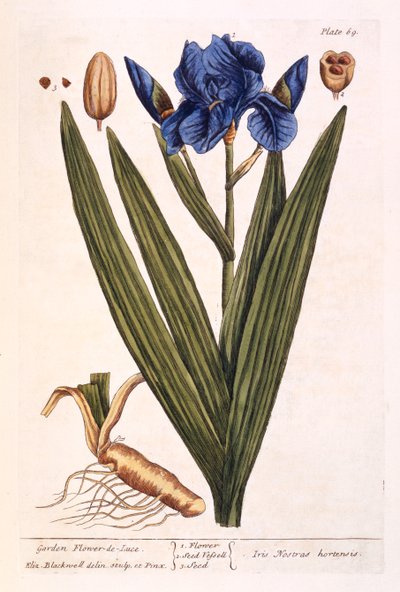 Irys, płyta 69 z "Ciekawskiego zielnika", wydana w 1782 r. (kolorowa grawerunek) autorstwa Elizabeth Blackwell