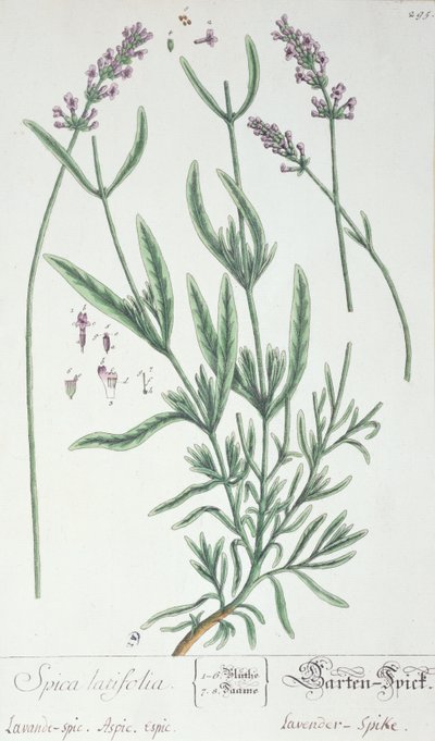 Lawendowy kolec, talerz z "Herbarium Blackwellianum" artysty, 1757 (pióro i atrament i wc na papierze) autorstwa Elizabeth Blackwell