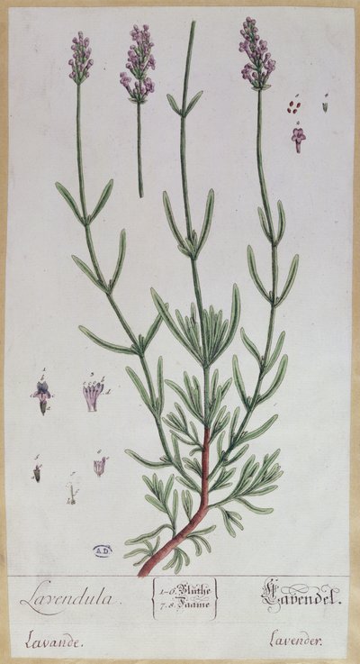 Lawenda, tablica z "Herbarium Blackwellianum", 1757 (pióro, tusz i wc na papierze) autorstwa Elizabeth Blackwell