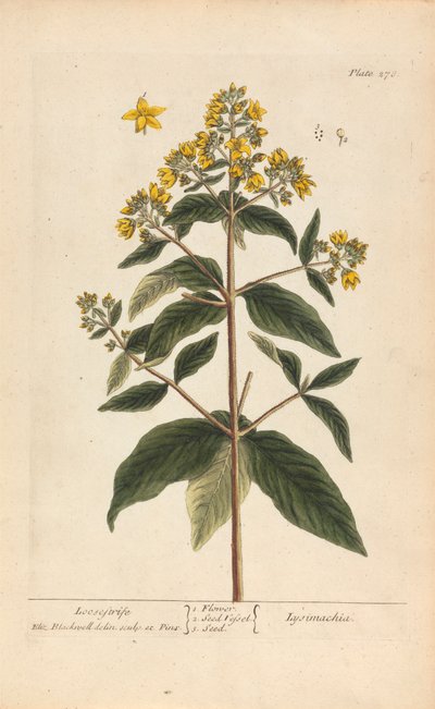 Lysimachia (Loosestrife), tablica 278 z „A Curious Herbal”, tom II, Londyn, 1737 autorstwa Elizabeth Blackwell