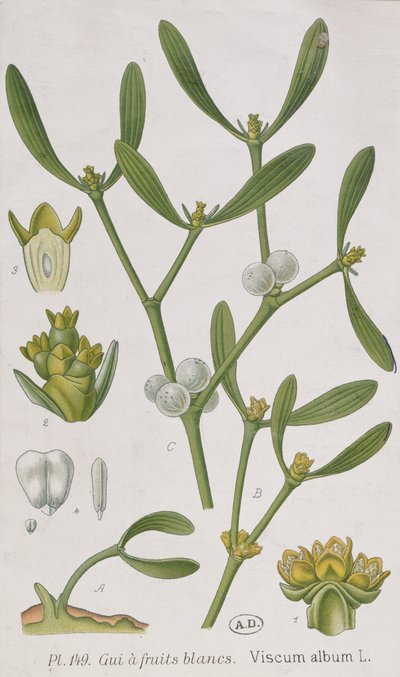 Jemioła z „Ciekawego zielnika”, wydanego w Norymberdze w 1757 r. autorstwa Elizabeth Blackwell