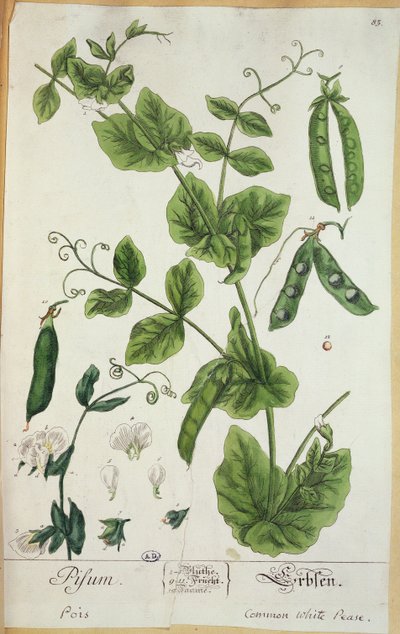 Groch, tablica z "Herbarium Blackwellianum", 1757 (pióro, tusz i wc na papierze) autorstwa Elizabeth Blackwell