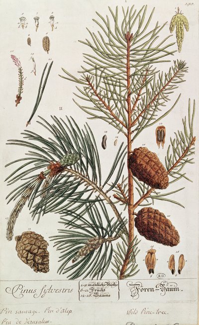 Drzewo sosnowe, z "A Curious Herbal", opublikowane w Norymberdze w 1757 r. autorstwa Elizabeth Blackwell