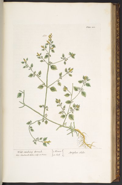 Talerz 100, z „Ciekawy zielnik” autorstwa Elizabeth Blackwell