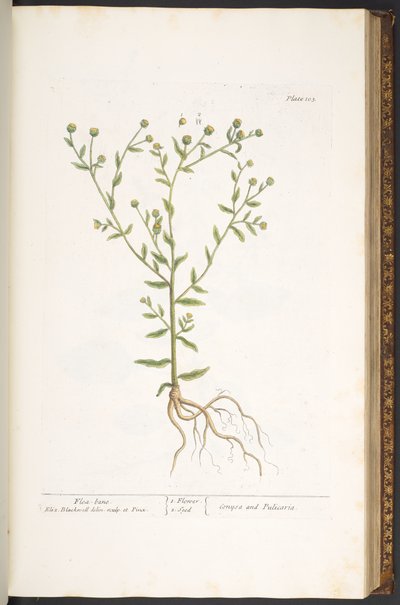 Talerz 103, z „Ciekawy zielnik” autorstwa Elizabeth Blackwell