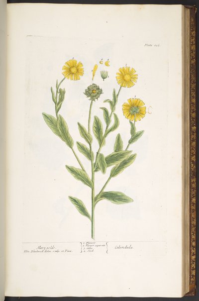 Talerz 106, Mary Golds, z „Ciekawy zielnik” autorstwa Elizabeth Blackwell