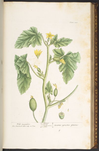 Talerz 108, z „Ciekawskiego zielnika” autorstwa Elizabeth Blackwell
