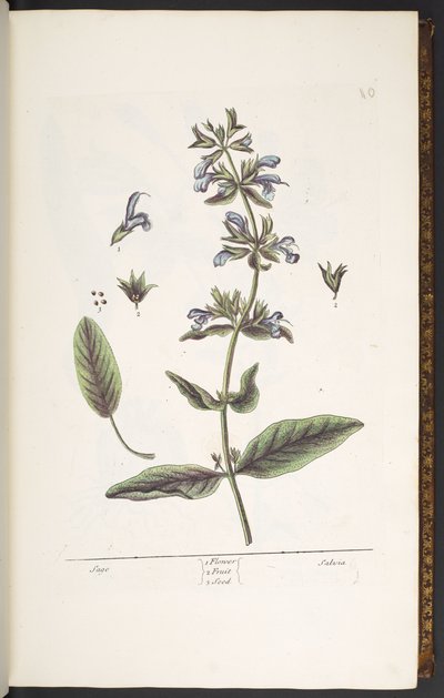 Talerz 10, Szałwia, z „Ciekawego ziela” autorstwa Elizabeth Blackwell