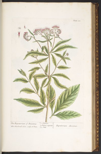 Talerz 110, z „Ciekawy zielnik” autorstwa Elizabeth Blackwell