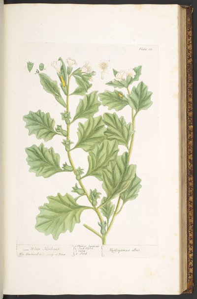 Talerz 111, z „Ciekawy zielnik” autorstwa Elizabeth Blackwell