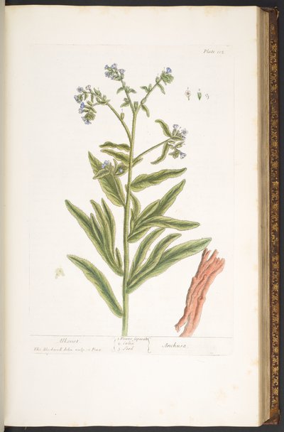 Talerz 112, z „Ciekawy zielnik” autorstwa Elizabeth Blackwell
