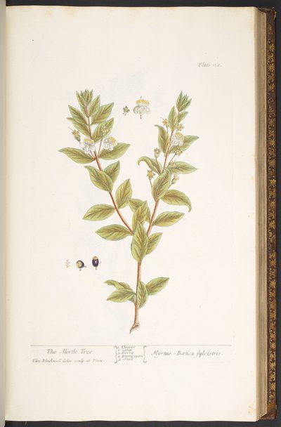 Talerz 114, z „Ciekawy zielnik” autorstwa Elizabeth Blackwell