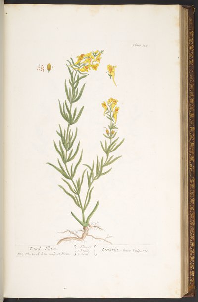 Talerz 115, z „Ciekawy zielnik” autorstwa Elizabeth Blackwell