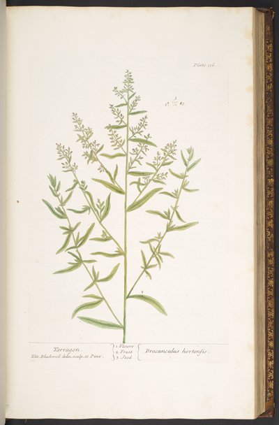 Talerz 116, z „Ciekawy zielnik” autorstwa Elizabeth Blackwell